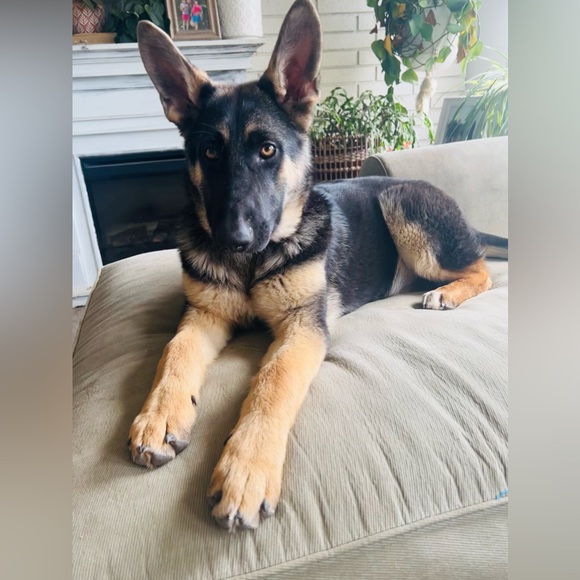 Meet your Posher, Dainera - Picture 3 of 4